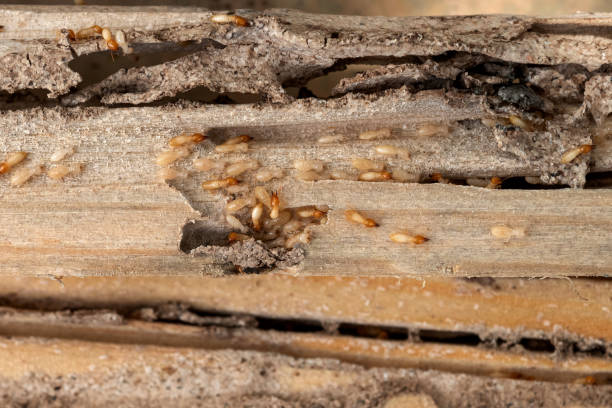 Best Insect Control  in Fairfield Glade, TN